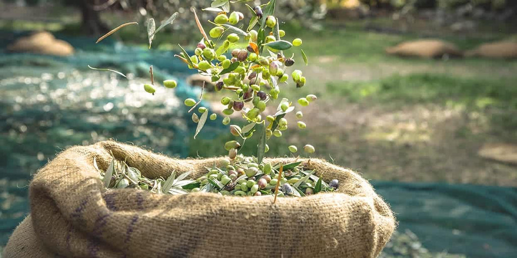 Olio EVO Bio Toscano - 1 litro